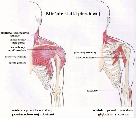 anatomia klatki piersiowej - diagram